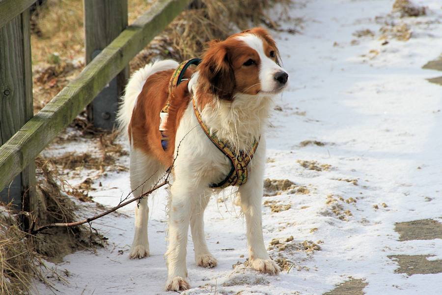 Amrum - Eine Winterreise