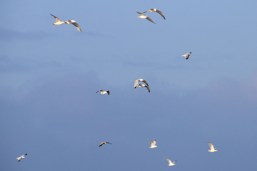 Amrum - Eine Winterreise