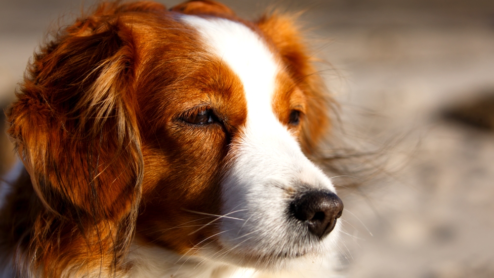 Nordicfotos - Wolfgang Suellau - Hunde Foto