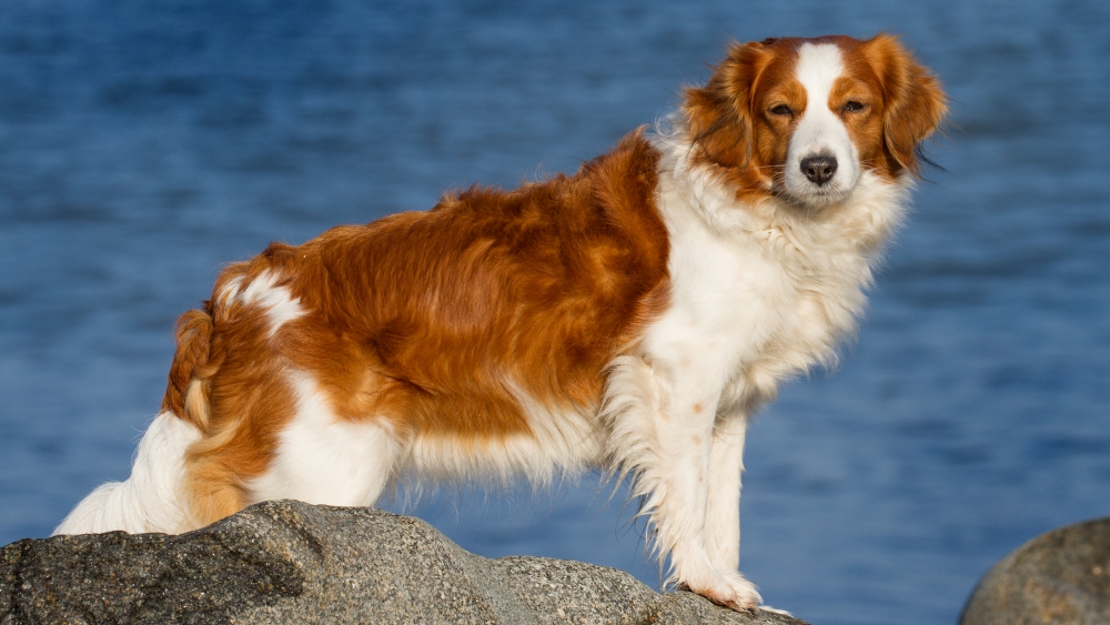 Nordicfotos - Wolfgang Suellau - Hunde Foto